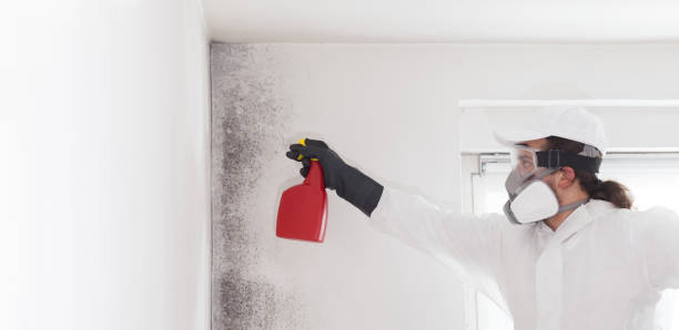 Crawl Space Mold Removal in Montauk, NY