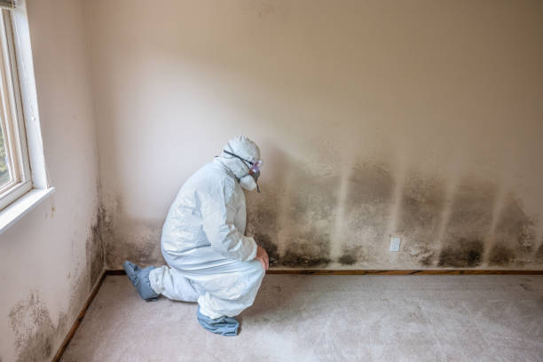 Home Mold Removal in Montauk, NY