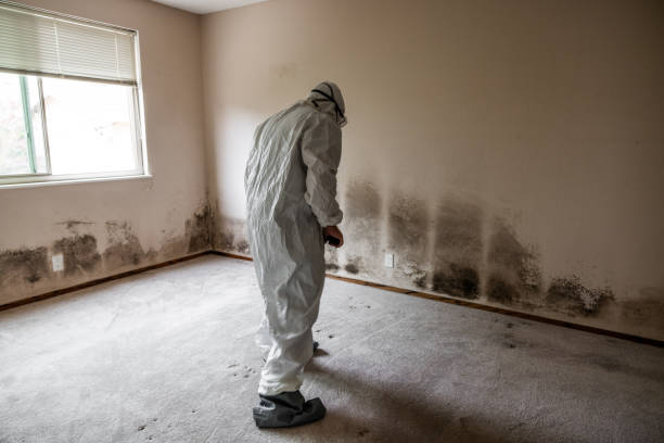 Best Residential Mold Removal  in Montauk, NY